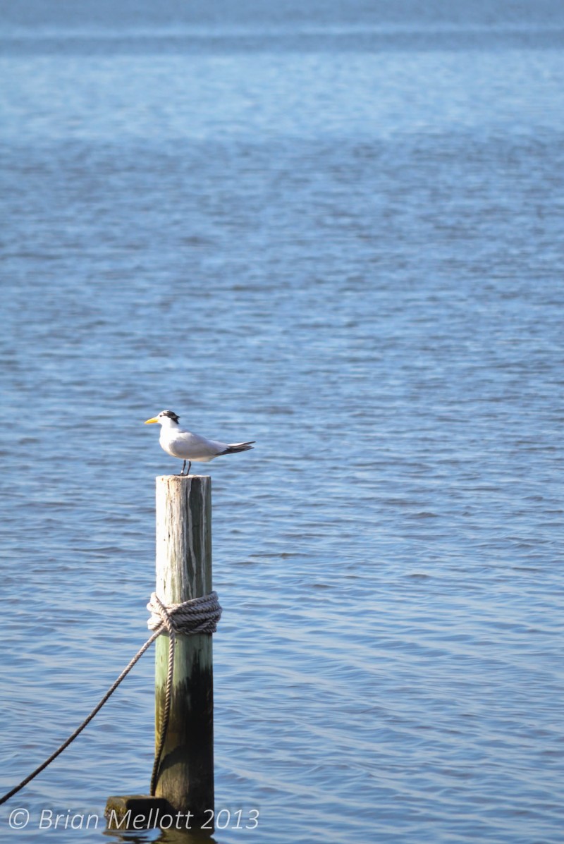 Bird on Mooring Post--Nags Head, Outer Banks, NC