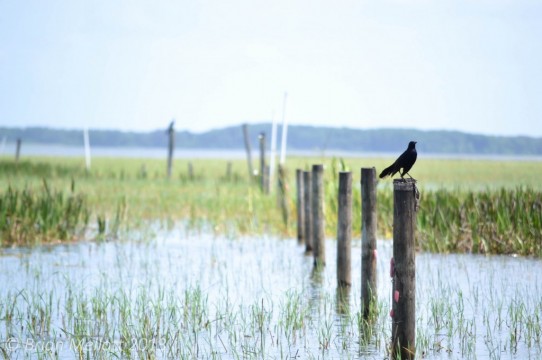 Bird on Mooring Posts