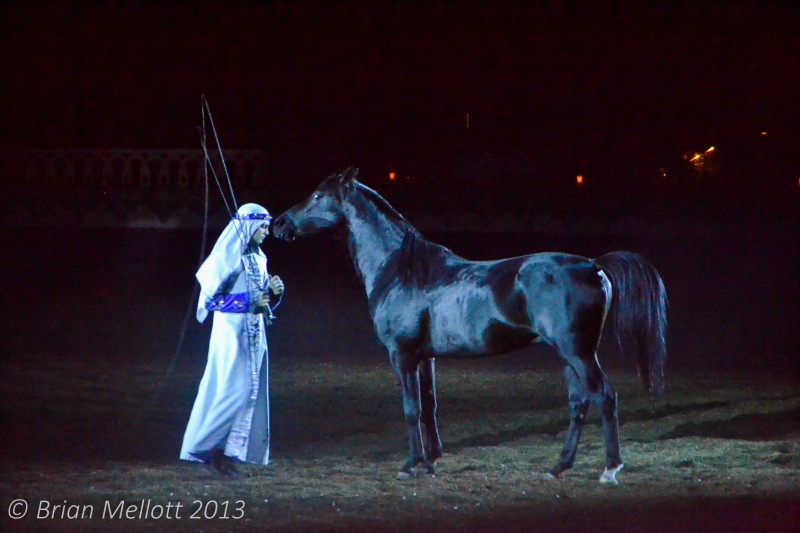 Black Horse in Show--Kissimmee, FL