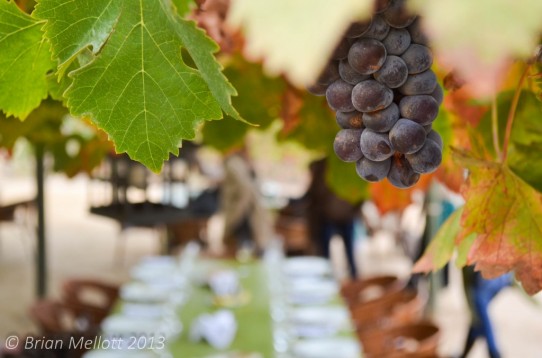 Dinner in the Vineyard