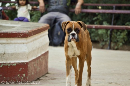 Dog in Park