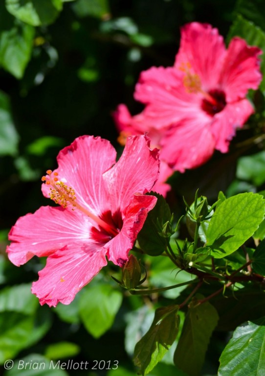 Hibiscus Flower