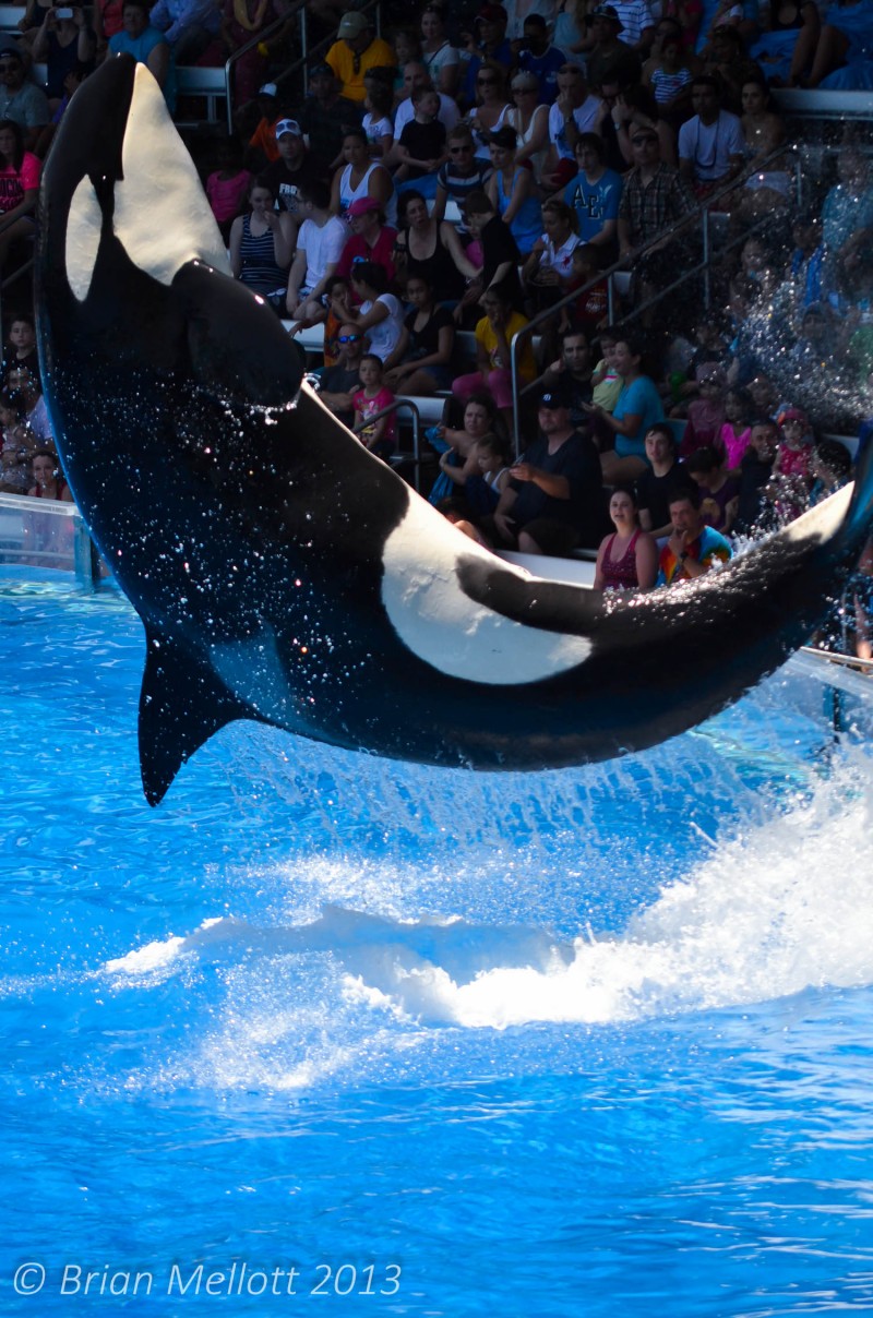 Killer Whale in the Air--Sea World, Kissimmee, FL