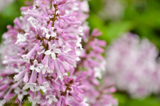 Lilac Blossoms