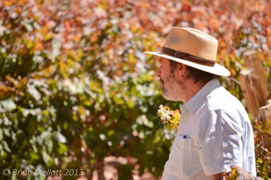 Man Looks Out onto Vineyard