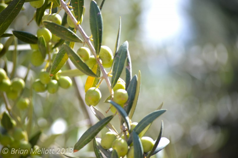 Olives--Colchagua, Chile