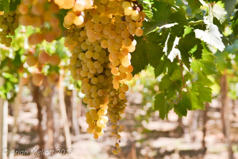 Pisco Grapes--Vinedos de Alcohuaz, Elqui Valley, Coquimbo, Chile
