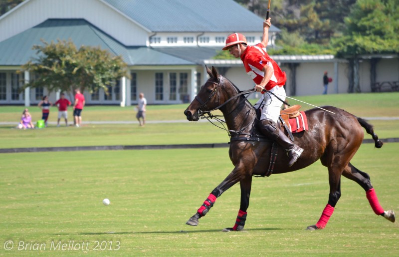 Polo Horse--King Family Vineyards, Crozet, VA