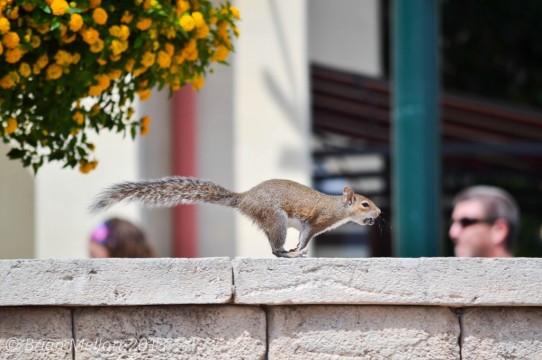 Squirrel Running