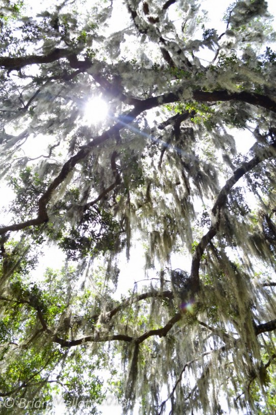 Sun Through Spanish Moss