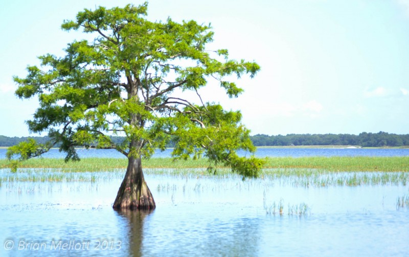 Tree in Swamp--Kissimmee, FL