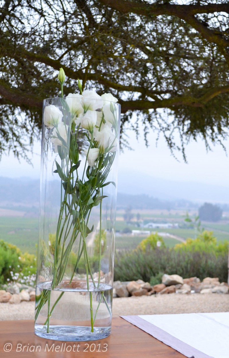 White Roses--Casa Mirador, Casablanca Valley, Chile