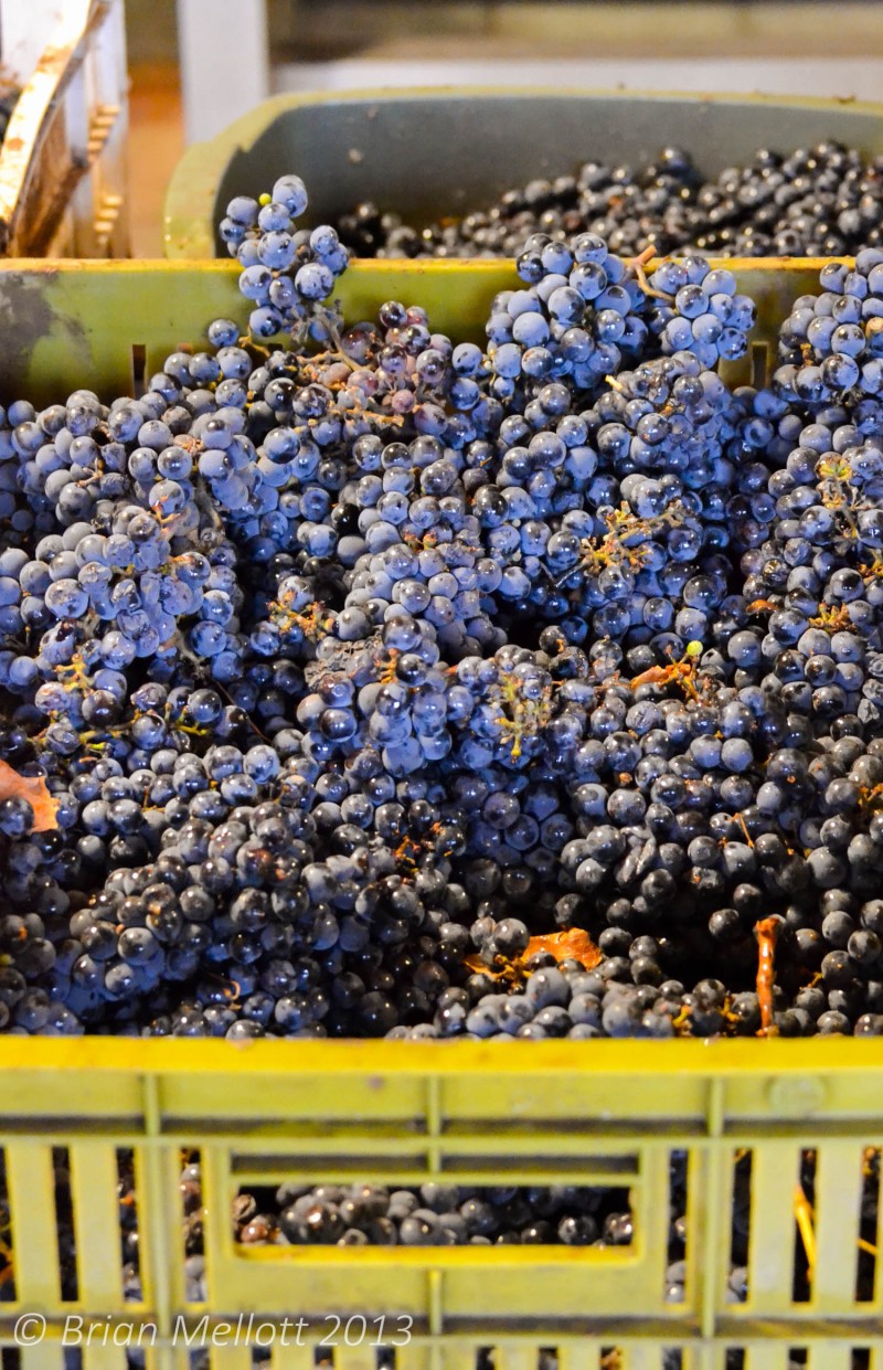 Wine Grapes--Lapostolle Winery, Colchagua, Chile